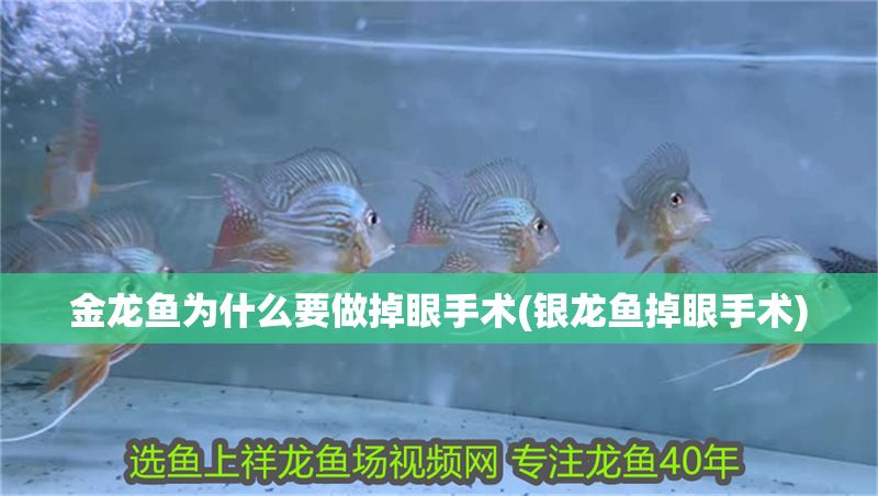 金龍魚為什么要做掉眼手術(銀龍魚掉眼手術)