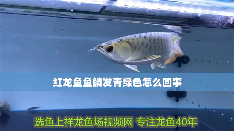 紅龍魚魚鱗發青綠色怎么回事