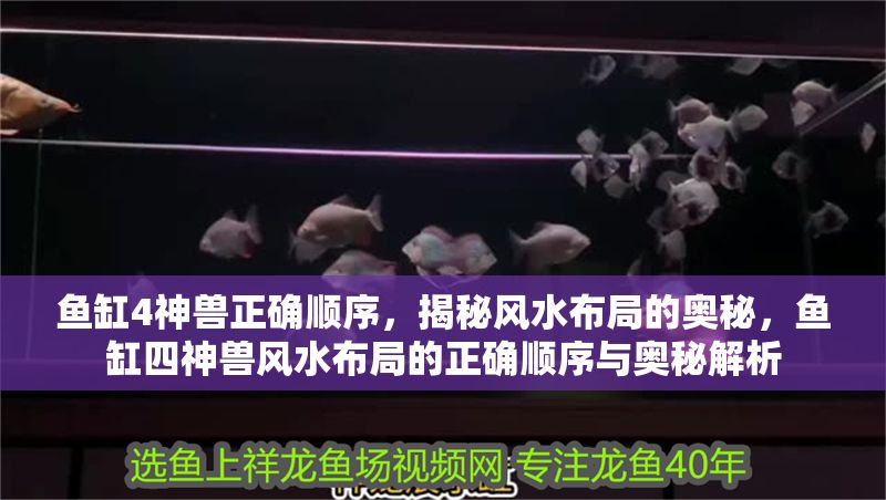 魚缸4神獸正確順序,揭秘風(fēng)水布局的奧秘,魚缸四神獸風(fēng)水布局的正確順序與奧秘解析 龍魚百科 第1張 魚缸4神獸正確順序,揭秘風(fēng)水布局的奧秘,魚缸四神獸風(fēng)水布局的正確順序與奧秘解析 魚缸4神獸正確順序,揭秘風(fēng)水布局的奧秘,魚缸四神獸風(fēng)水布局的正確順序與奧秘解析 龍魚百科 第1張