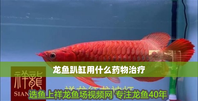 龍魚趴缸用什么藥物治療