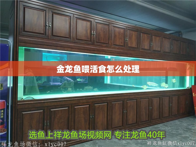 金龍魚喂活食怎么處理 金龍魚喂活食怎么處理 龍魚百科 第2張