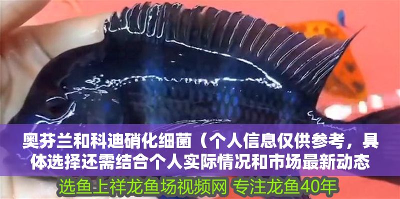 奧芬蘭和科迪硝化細(xì)菌（個(gè)人信息僅供參考，具體選擇還需結(jié)合個(gè)人實(shí)際情況和市場最新動(dòng)態(tài)）