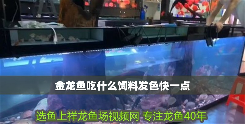 金龍魚吃什么飼料發色快一點