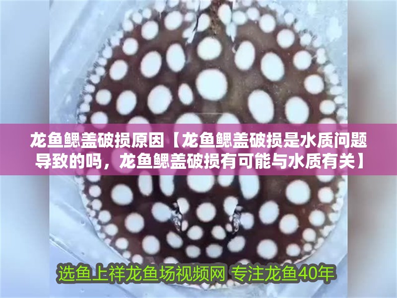 龍魚(yú)鰓蓋破損原因【龍魚(yú)鰓蓋破損是水質(zhì)問(wèn)題導(dǎo)致的嗎，龍魚(yú)鰓蓋破損有可能與水質(zhì)有關(guān)】