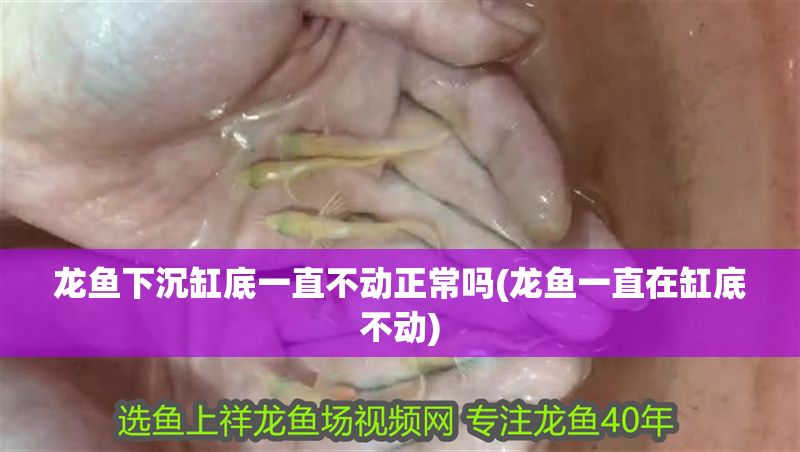 龍魚下沉缸底一直不動正常嗎(龍魚一直在缸底不動)