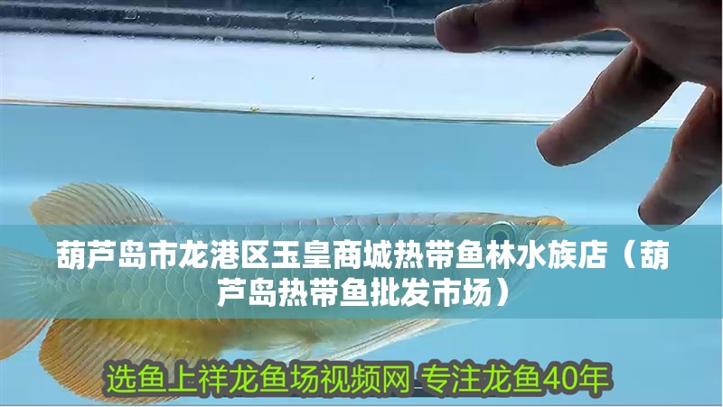 葫蘆島市龍港區玉皇商城熱帶魚林水族店(葫蘆島熱帶魚批發市場) 全國水族館企業名錄 第2張 葫蘆島市龍港區玉皇商城熱帶魚林水族店(葫蘆島熱帶魚批發市場) 葫蘆島市龍港區玉皇商城熱帶魚林水族店(葫蘆島熱帶魚批發市場) 全國水族館企業名錄 第2張