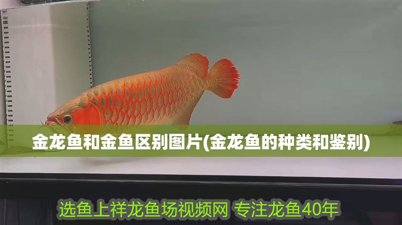 金龍魚和金魚區別圖片(金龍魚的種類和鑒別)
