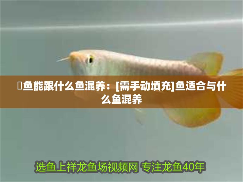 魟魚能跟什么魚混養：[需手動填充]魚適合與什么魚混養