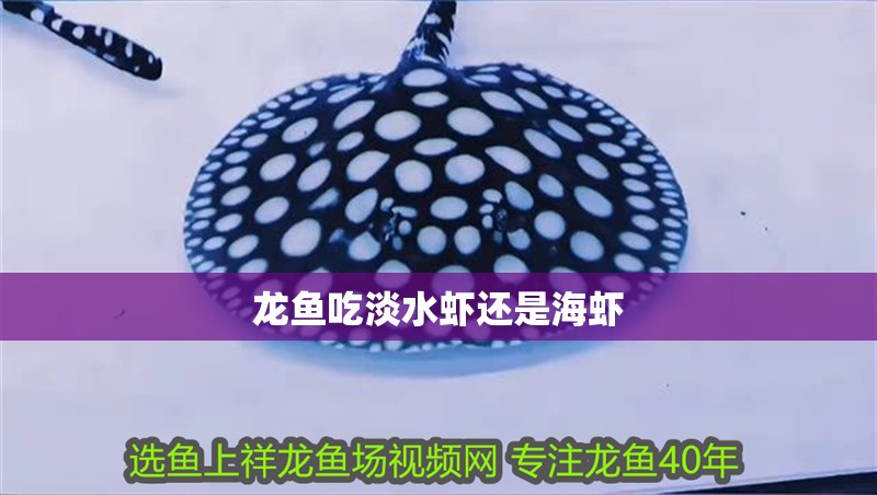 龍魚吃淡水蝦還是海蝦