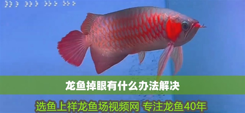 龍魚掉眼有什么辦法解決 龍魚百科 第2張 龍魚掉眼有什么辦法解決 龍魚掉眼有什么辦法解決 龍魚百科 第2張