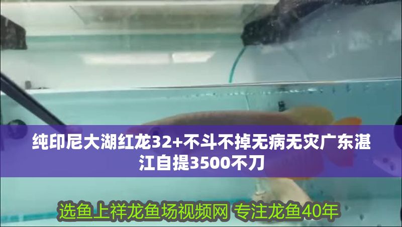 純印尼大湖紅龍32+不斗不掉無病無災(zāi)廣東湛江自提3500不刀