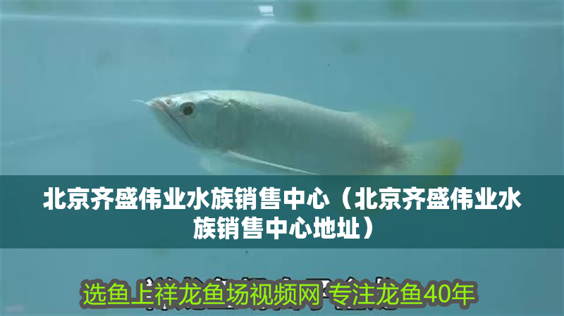 北京齊盛偉業水族銷售中心（北京齊盛偉業水族銷售中心地址）