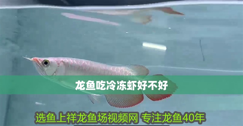 龍魚吃冷凍蝦好不好
