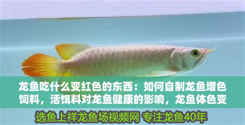龍魚吃什么變紅色的東西：如何自制龍魚增色飼料，活餌料對龍魚健康的影響，龍魚體色變化的科學原理