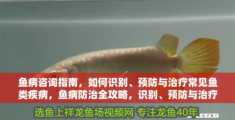 魚病咨詢指南,如何識別、預防與治療常見魚類疾病,魚病防治全攻略,識別、預防與治療常見魚類疾病指南