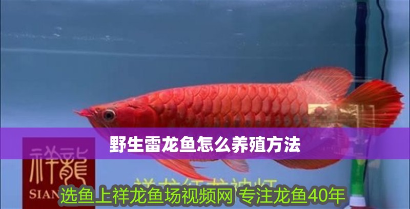 野生雷龍魚怎么養殖方法