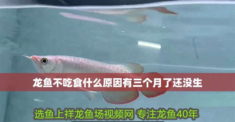龍魚不吃食什么原因有三個(gè)月了還沒生 龍魚不吃食什么原因有三個(gè)月了還沒生 龍魚百科 第2張