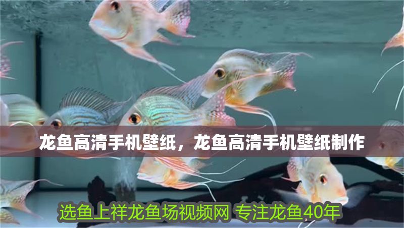 龍魚高清手機壁紙，龍魚高清手機壁紙制作