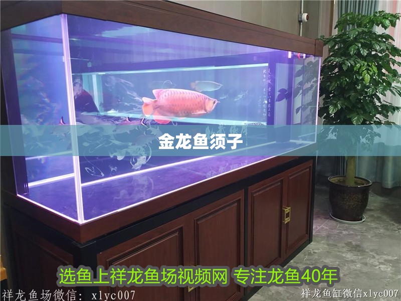 金龍魚須子