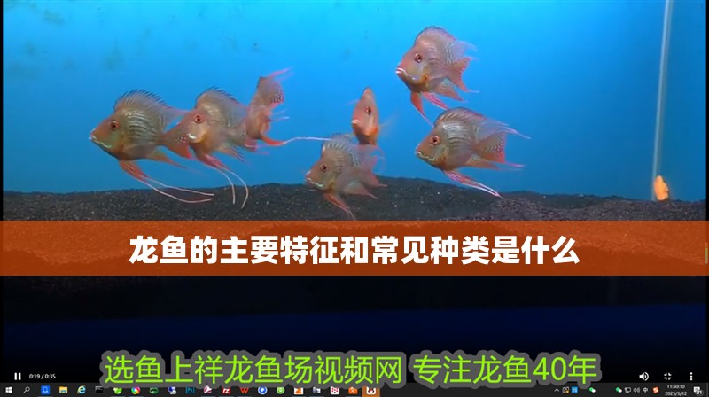 龍魚的主要特征和常見種類是什么