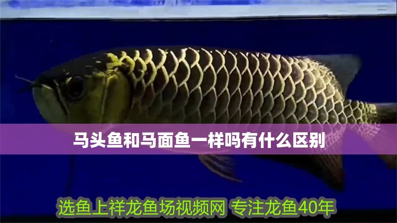 馬頭魚和馬面魚一樣嗎有什么區別