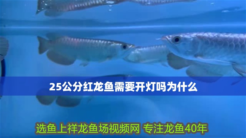 25公分紅龍魚需要開燈嗎為什么