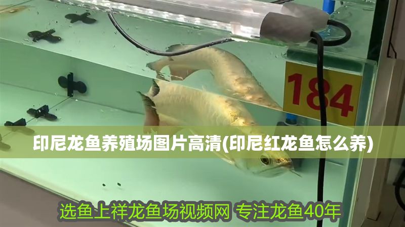印尼龍魚養殖場圖片高清(印尼紅龍魚怎么養)