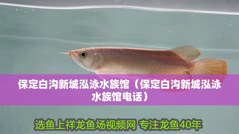 保定白溝新城泓泳水族館（保定白溝新城泓泳水族館電話）