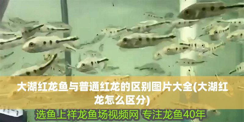 大湖紅龍魚與普通紅龍的區別圖片大全(大湖紅龍怎么區分)
