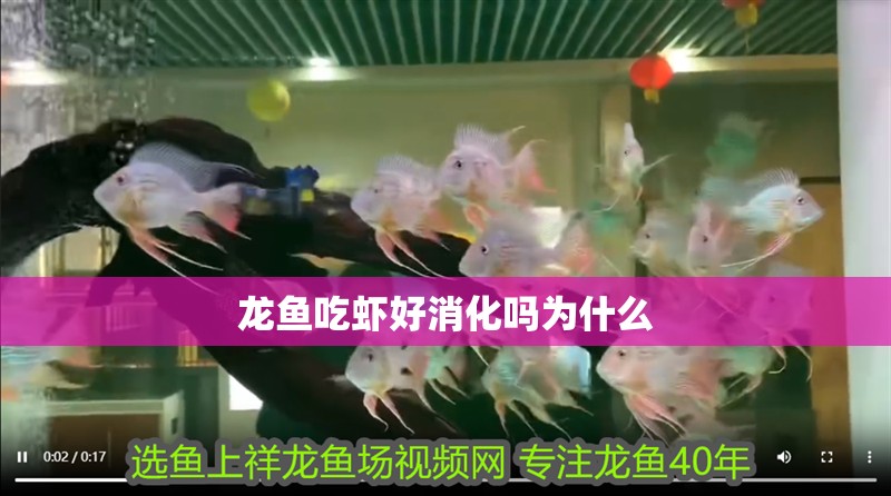 龍魚吃蝦好消化嗎為什么