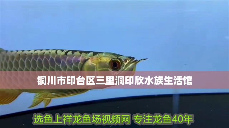 銅川市印臺區三里洞印欣水族生活館 銅川市印臺區三里洞印欣水族生活館 全國水族館企業名錄 第2張