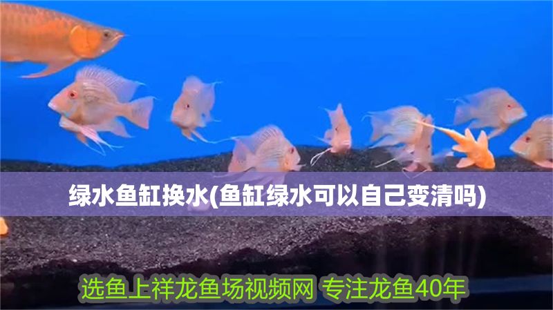 綠水魚缸換水(魚缸綠水可以自己變清嗎)