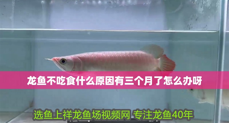 龍魚不吃食什么原因有三個月了怎么辦呀 龍魚百科 第2張 龍魚不吃食什么原因有三個月了怎么辦呀 龍魚不吃食什么原因有三個月了怎么辦呀 龍魚百科 第2張