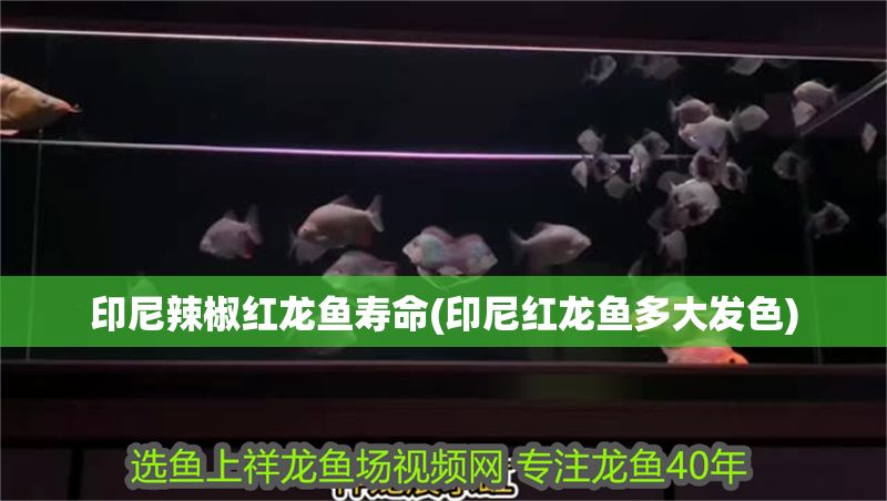 印尼辣椒紅龍魚壽命(印尼紅龍魚多大發色) 紅龍魚百科 第1張 印尼辣椒紅龍魚壽命(印尼紅龍魚多大發色) 印尼辣椒紅龍魚壽命(印尼紅龍魚多大發色) 紅龍魚百科 第1張