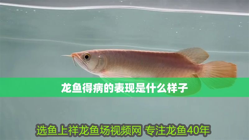 龍魚得病的表現是什么樣子
