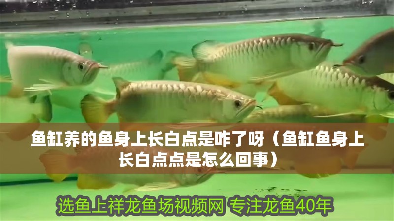魚缸用增氧泵價(jià)格是多少:魚缸增氧機(jī)-xtrac增氧機(jī)-xtrac增氧機(jī) 魚缸養(yǎng)的魚身上長(zhǎng)白點(diǎn)是咋了呀(魚缸魚身上長(zhǎng)白點(diǎn)點(diǎn)是怎么回事) 豬鼻龜百科 魚缸養(yǎng)的魚身上長(zhǎng)白點(diǎn)是咋了呀(魚缸魚身上長(zhǎng)白點(diǎn)點(diǎn)是怎么回事) 魚缸養(yǎng)的魚身上長(zhǎng)白點(diǎn)是咋了呀(魚缸魚身上長(zhǎng)白點(diǎn)點(diǎn)是怎么回事) 豬鼻龜百科