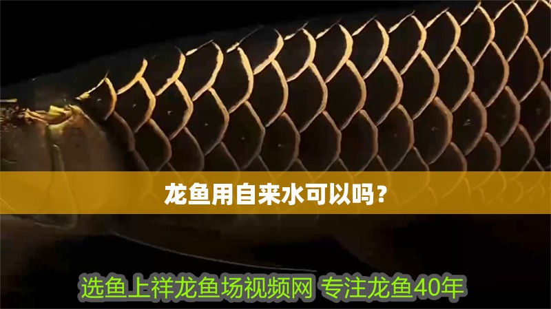 龍魚用自來水可以嗎？ 龍魚用自來水可以嗎？ 龍魚百科 第2張