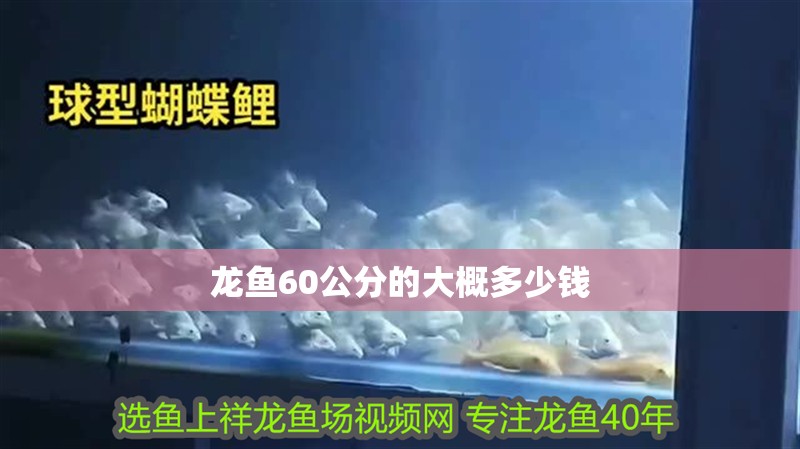 龍魚60公分的大概多少錢