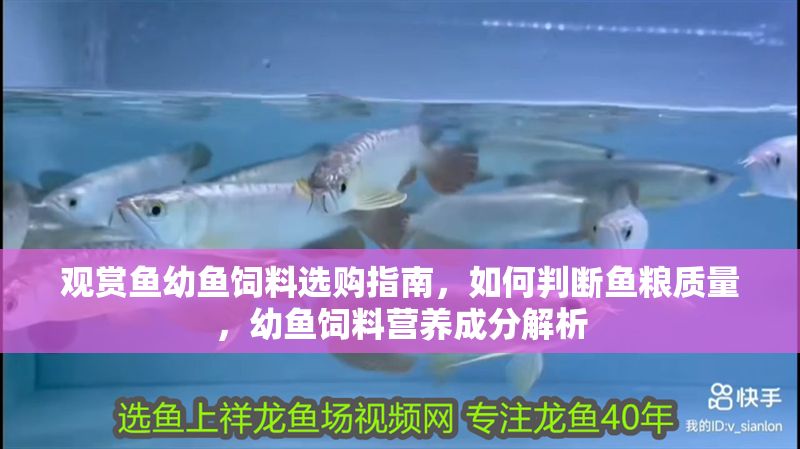觀賞魚幼魚飼料選購指南，如何判斷魚糧質量，幼魚飼料營養成分解析