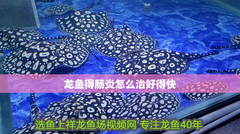 龍魚得腸炎怎么治好得快