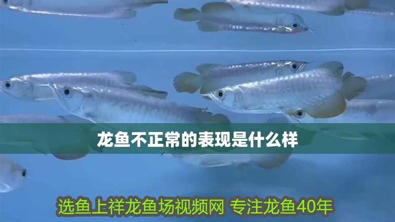 龍魚不正常的表現是什么樣
