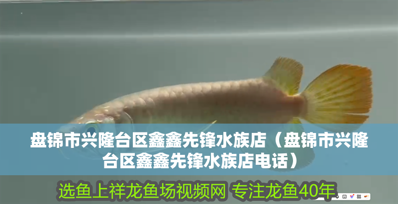 盤錦市興隆臺區(qū)鑫鑫先鋒水族店（盤錦市興隆臺區(qū)鑫鑫先鋒水族店電話）