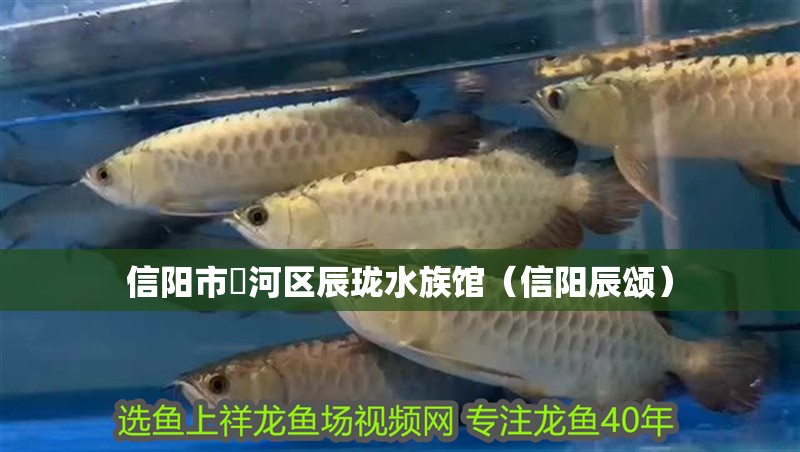 信陽市浉河區辰瓏水族館（信陽辰頌）