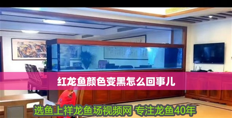 紅龍魚顏色變黑怎么回事兒 龍魚百科 第2張 紅龍魚顏色變黑怎么回事兒 紅龍魚顏色變黑怎么回事兒 龍魚百科 第2張