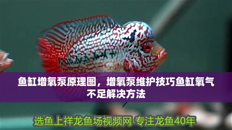 魚缸增氧泵原理圖，增氧泵維護技巧魚缸氧氣不足解決方法 魚缸增氧泵原理圖，增氧泵維護技巧魚缸氧氣不足解決方法 魚缸百科 第2張