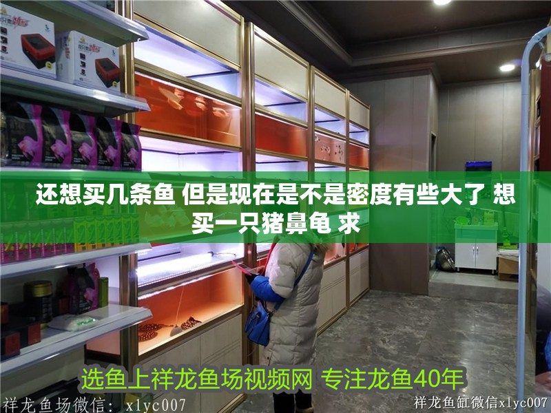 還想買幾條魚 但是現在是不是密度有些大了 想買一只豬鼻龜 求