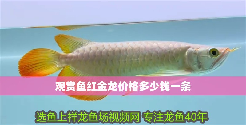 觀賞魚紅金龍價(jià)格多少錢一條 龍魚百科 第2張 觀賞魚紅金龍價(jià)格多少錢一條 觀賞魚紅金龍價(jià)格多少錢一條 龍魚百科 第2張