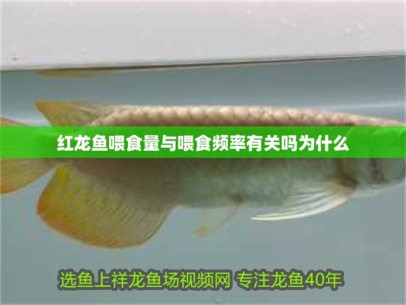 紅龍魚喂食量與喂食頻率有關嗎為什么