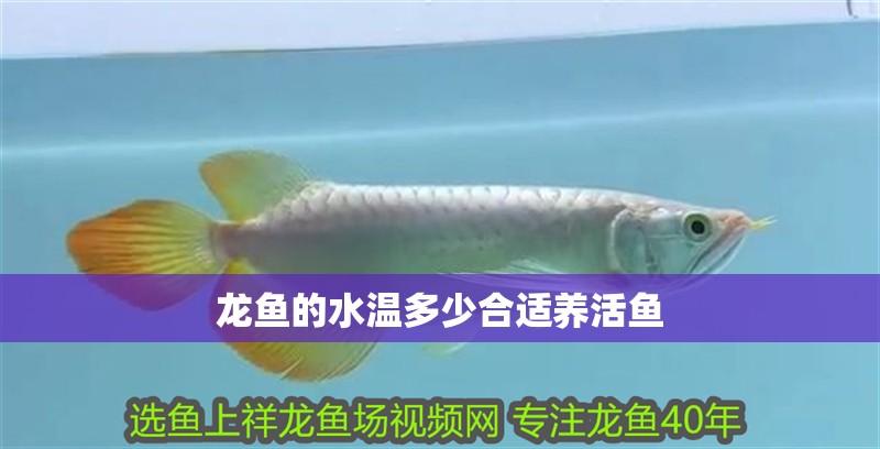 龍魚的水溫多少合適養活魚 龍魚的水溫多少合適養活魚 龍魚百科 第2張