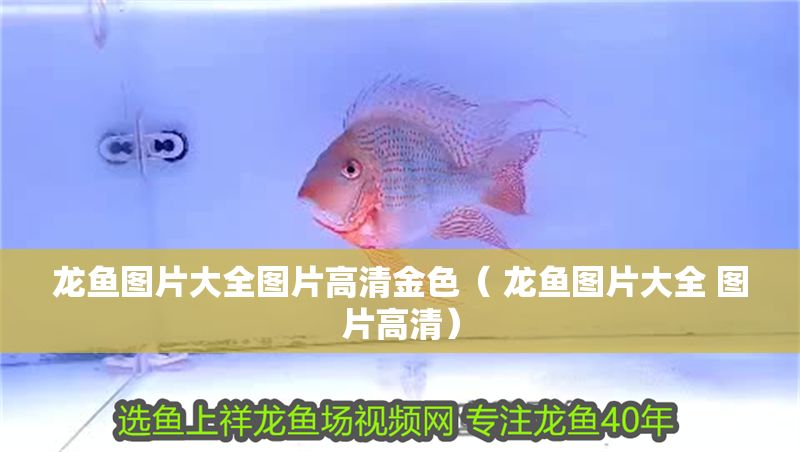 龍魚圖片大全圖片高清金色（ 龍魚圖片大全 圖片高清）